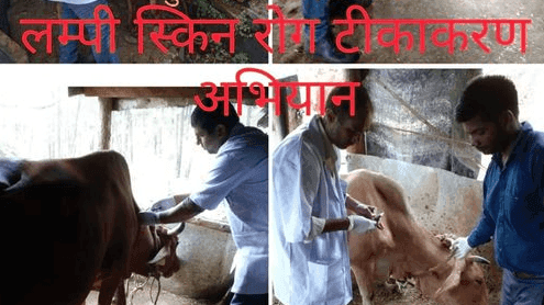 Vaccination was done in cattle in the border areas of Dangoli