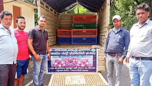 One month's Cryler Poultry distributed to 14 cattle owners