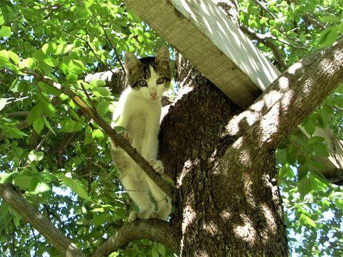 Policemen saved the kitten by keeping life on the palm
