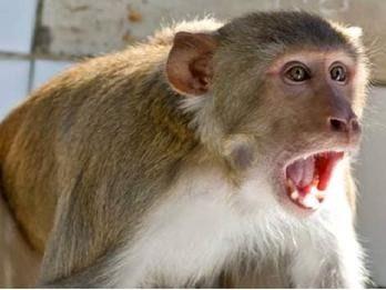 The monkey took away the three-month-old baby
