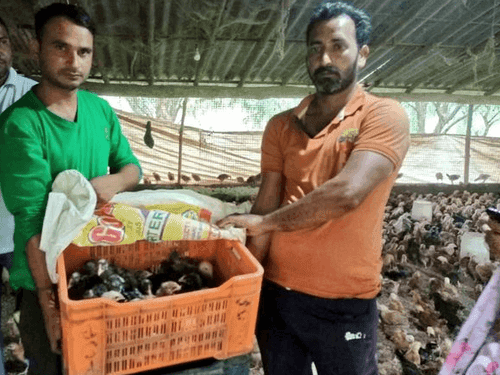 Distribution of poultry birds of one month by the Animal Husbandry Department