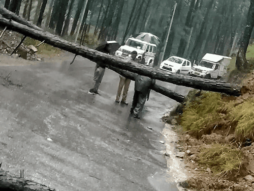 Image for Blocked traffic system was smoothed out by removing fallen trees on the road
