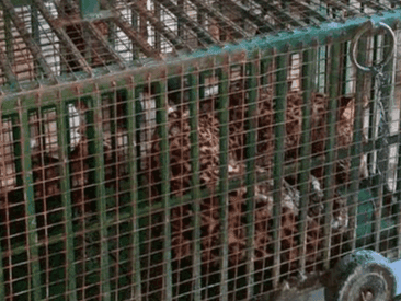 The injured tiger was rescued by the team of Animal Husbandry Department