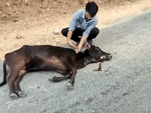 Treatment of destitute animal injured by tiger attack