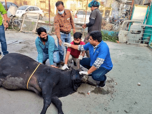 Injured destitute animal caught and treated