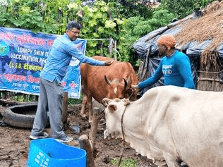 Vaccination done in 80 animals by the team of Animal Husbandry Department