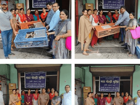 28 day chicks were distributed to 44 beneficiaries