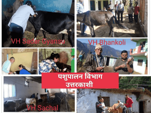 Vaccination is being done by veterinarians to prevent lumpy skin disease in animals