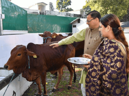 CM Dhami worshiped Gau Mata on the occasion of Govardhan Puja
