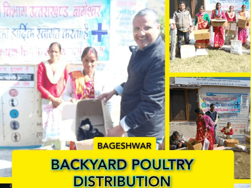 Distribution of one day backyard poultry units