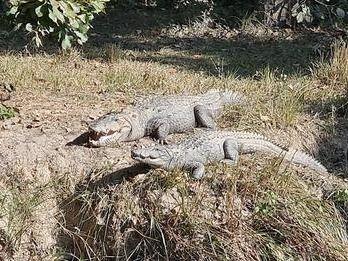 उत्तराखण्ड का पहला क्रोकोडाइल ईको पार्क पर्यटकों के लिए बनकर हो गया है तैयार