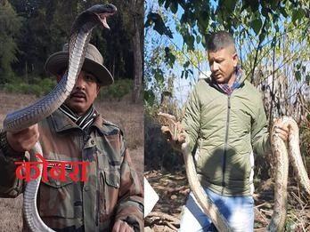 The true soldier of the forest department, who caught poisonous snakes like a toy, died