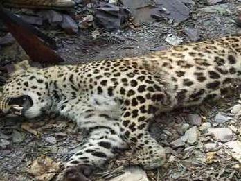 Man-eating Guldar piled up by poachers