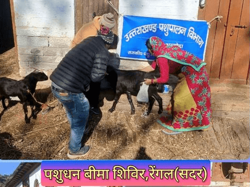 Livestock insurance camp was organized in Wrangel village