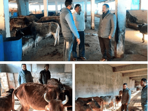 Destitute Cattle Gaushala inspected by Chief Veterinary Officer, Tehri Garhwal