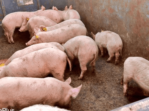 Sixty piglets were distributed free of cost to the beneficiaries