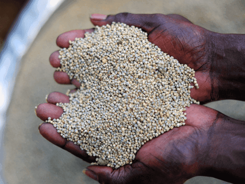 Government approves Uttarakhand Millet Mission Scheme