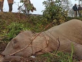 Elephant dies after being hit by goods train