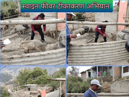 Vaccination done to prevent swine fever disease
