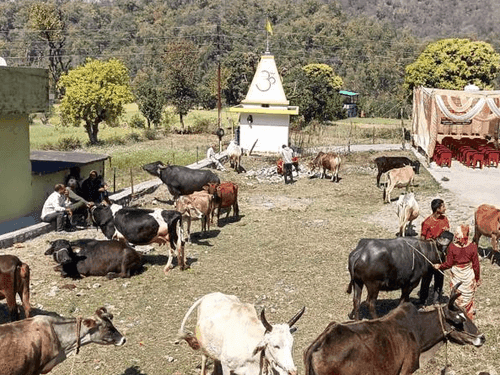 ग्राम कालीमाटी में पशु प्रदर्शनी का किया गया आयोजन