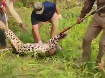 The forest department rescued the Guldar trapped in the tarbar