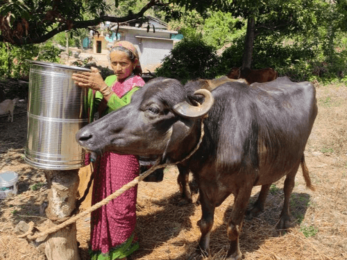 Animal exhibition was organized in village Sera