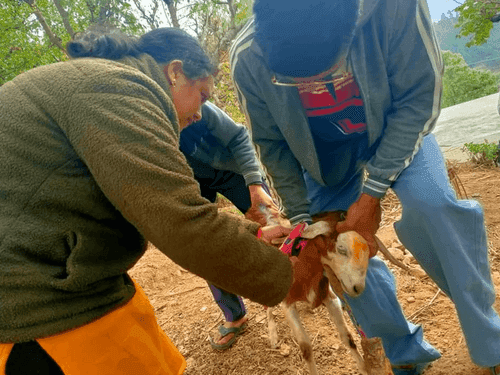 22 goats were treated in village Chauli