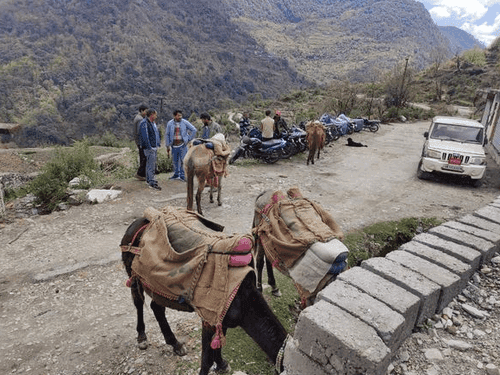 Insurance/registration of horses and mules done in village Gajoli
