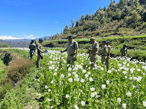 Tehri Police destroyed Doda poppy crop in the mountains