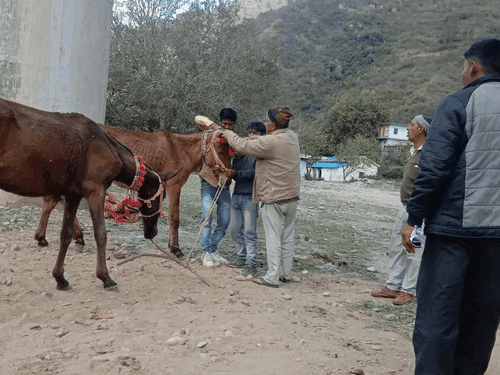 Camp was organized for insurance and registration in horse and mule