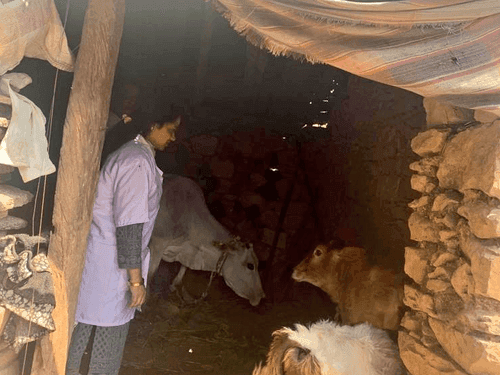 FMD vaccination in animals done by veterinarians