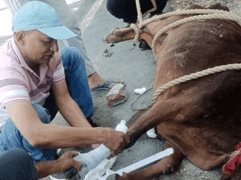 Treatment given to destitute cattle injured in vehicle collision