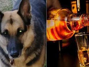 The youths who came to the wedding forcibly made the dog drink alcohol
