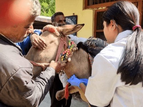 Samples are going for blood to check glanders in horses and mules