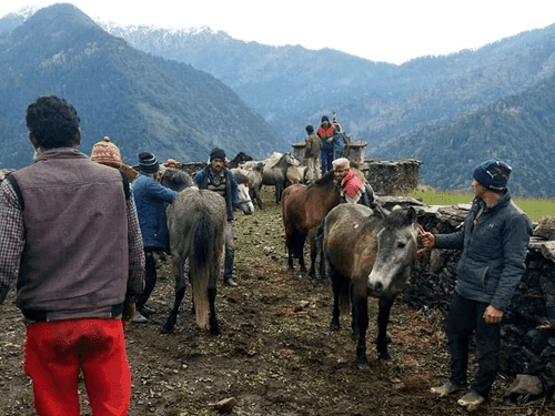 Glander test done for 30 horses in village Pinswad