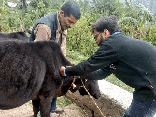 Veterinary camp was organized for the prevention of lumpy skin disease