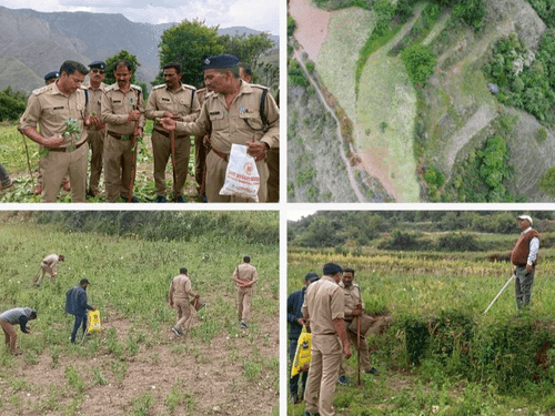 Banned opium cultivation destroyed by Uttarkashi Police