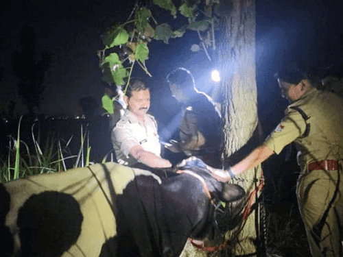 Action taken by Haridwar Police against cow smugglers