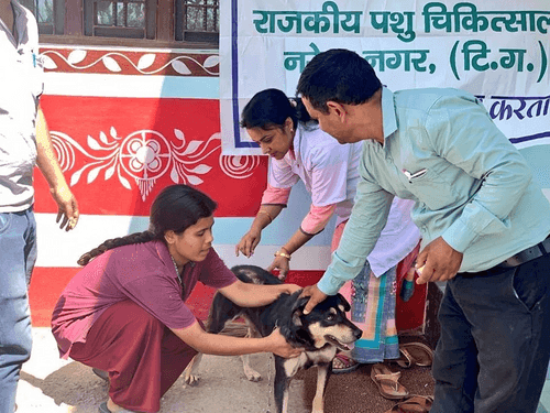 Anti-rabies vaccination done in dog animals