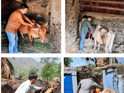 Vaccination done for prevention of lumpy skin disease in Tehri Garhwal