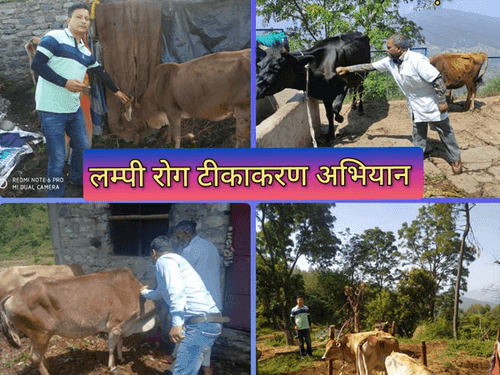 Vaccination done in different areas of district Almora to prevent lumpy skin disease