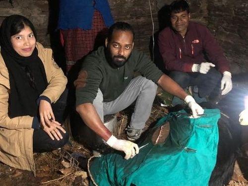 The life of a cow was saved by the efforts of the officers and employees of the Animal Husbandry Department.