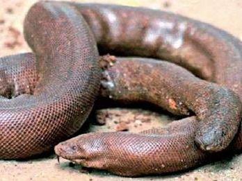 Police recovered rare species of snake