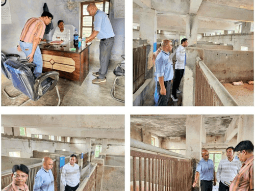 Surprise inspection of pig breeding area Pashulok