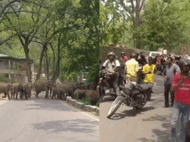 Herd of elephants came on Kotdwar-Pauri highway