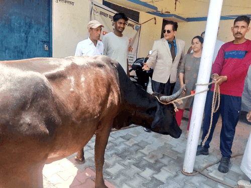 Health test done for more than 100 destitute cows