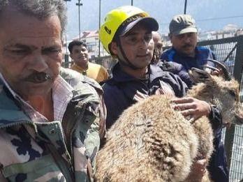 SDRF rescued a baby deer trapped in the strong current of the river