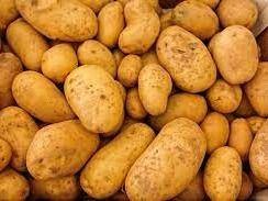Potato sowing these days in the hilly areas of the state