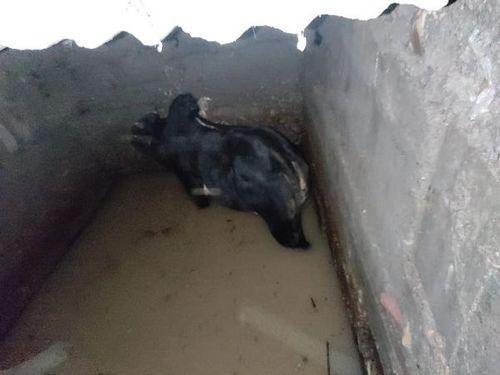 Fire team Bageshwar rescued the bull that fell in the toilet pit