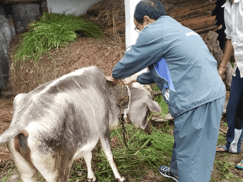 Veterinary camp organized in development block Dunda, Uttarkashi